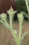 Spiny plumeless thistle